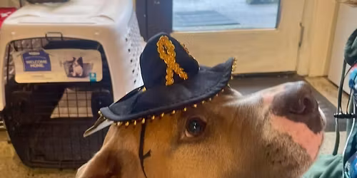 Party With Dogs! Win a Dyson Ball Animal 3!