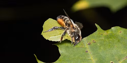 Bees in the spotlight! [LU | ENGL | FR | DE]