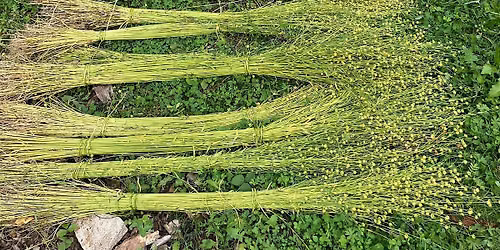 Casgu Llin | Flax Gathering