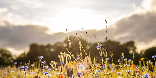 Outdoor Yoga at The Flower Belt - Helmsley