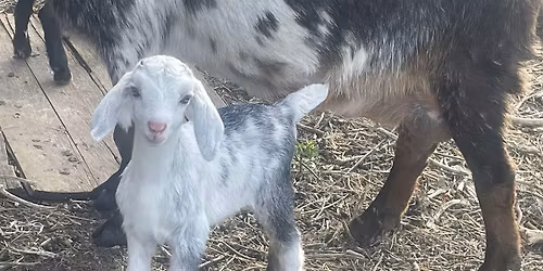 October Goat Yoga at Guerrilla Gardens