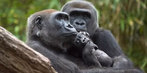 Bronx Zoo