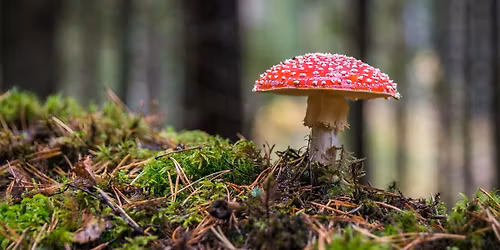🍄✨ Kampernoellekestocht ✨🍄 Bij Koe-vert, Domein Kiewit – 10de editie! ✨🍄