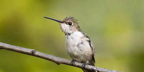  Summer Bird Walk