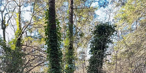 Connect with Community & Remove Invasive Ivy Plants at UVic! 