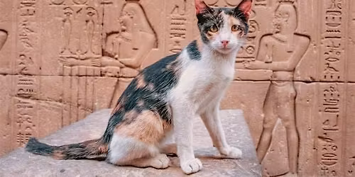 Cats in ancient Egypt: Divine and Domestic.