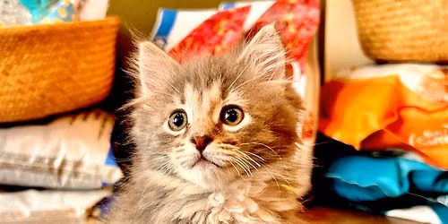 Kitten Yoga Class