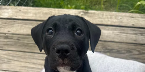 Adopt a Pit Pups at The Neon