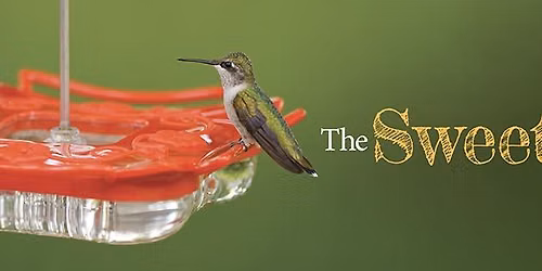 Hummingbird Day
