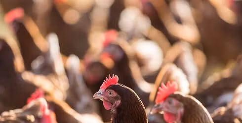 \u201cEmpire of Greed\u201d Cage-Free Campaign!