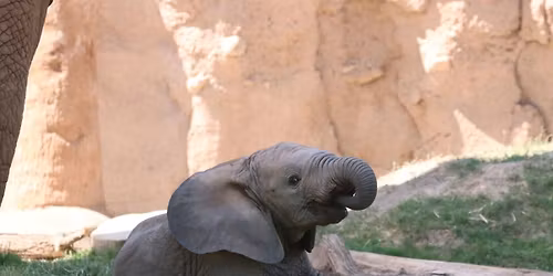 Parking Water For Elephants - Lubbock