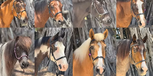 Horse Brain Science: Evidence-Based Horsemanship Clinic