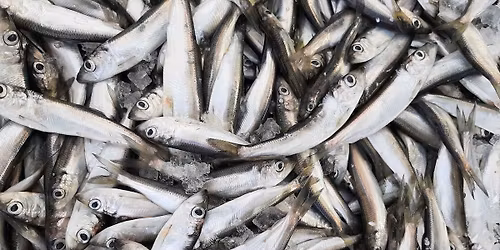 HAMINAN KALAMARKKINAT