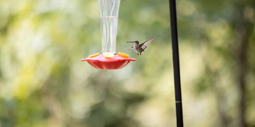 Hummingbird Party