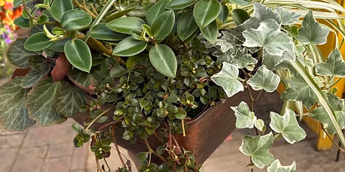 Houseplant Container Class - 2 Class Options!