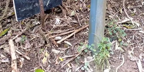Community Planting Bee | Paekawakawa Reserve 