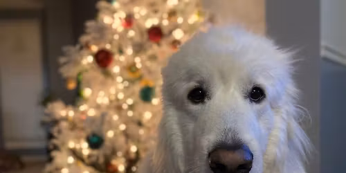 COLUMBIA, TN | Furever Home for the Holidays at Bear Creek Overlook