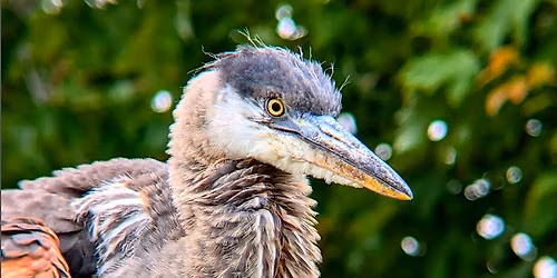 Bellingham Bird Week: Queer Birder's Walk at Whatcom Falls Park