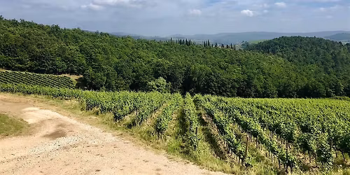 White Wines of Italy