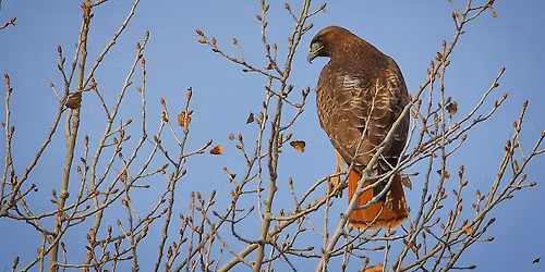 Birding at Diablo Foothills!