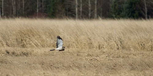 Introduction to Raptors of  Skagit Flats