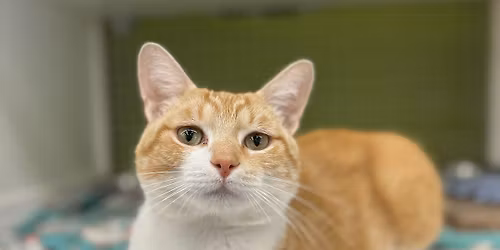 Adoption Event at Petco Easton Gateway