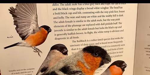 Needlefelting with Felt and Dandy - Bullfinch