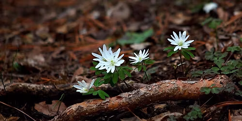 Ancient Woodland Indicators