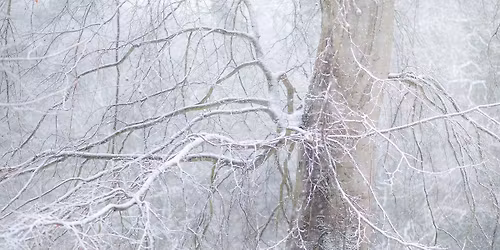 Winter woodland walk