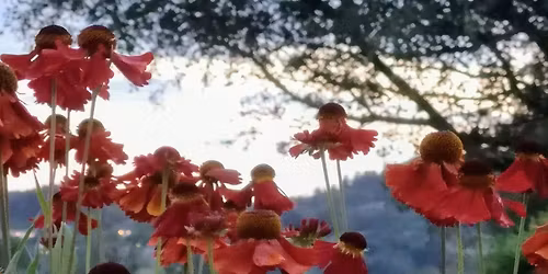 Hageglede p\u00e5 H\u00f8ie