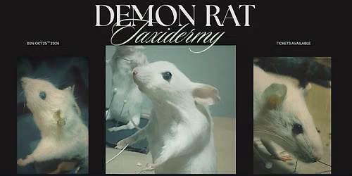 Demon Rat Taxidermy Workshop