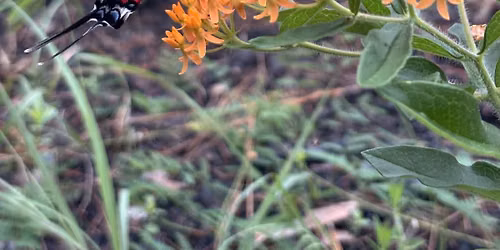 Lunch & Learn Program: Centuries of Conservation and our local Ecology
