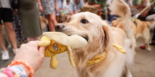 GOLDEN RETRIEVER CAFE - BATH