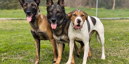 Training Class & Socialisation 