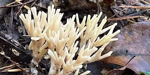 Guided Hike - Fantastical Fungi