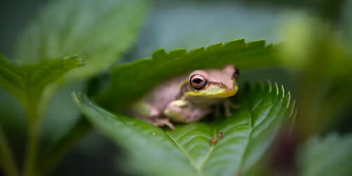 Riverbend Visits PBC Libraries: Fantastic Frogs