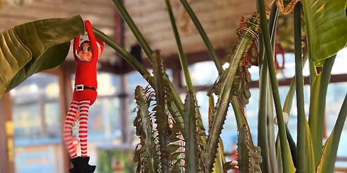 Rooftop coffee shop serving mulled wine and mince pies!