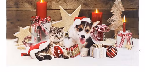 NO\u00cbL DES ANIMAUX - COLLECTE NOURRITURES POILS&PLUMES MONS