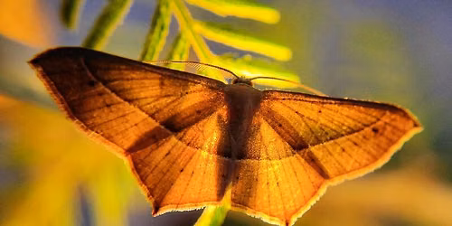 True Stories, Wild Things: A Celebration of National Moth Week