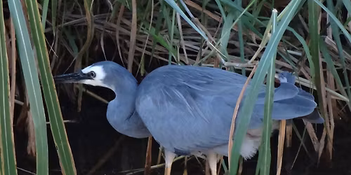 Local residents' birdwalk