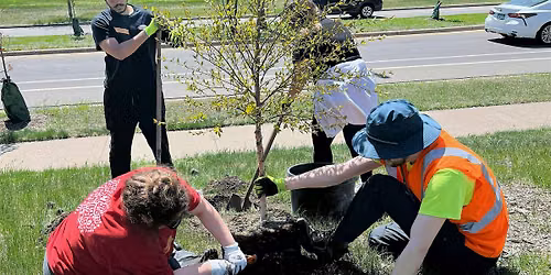 Community Tree Planting in Ostmans Park