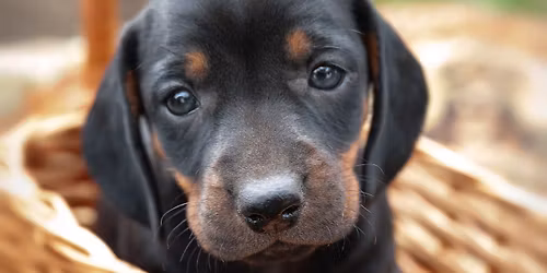 Dachshund Puppy Therapy Derby