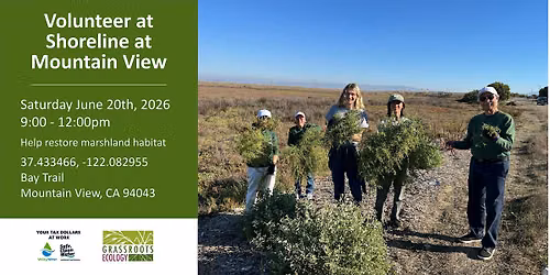 Volunteer Outdoors in MV Shoreline Marsh Habitat Restoration