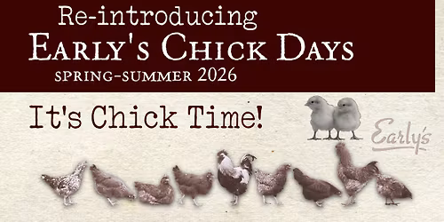 Early's Chick Day #3