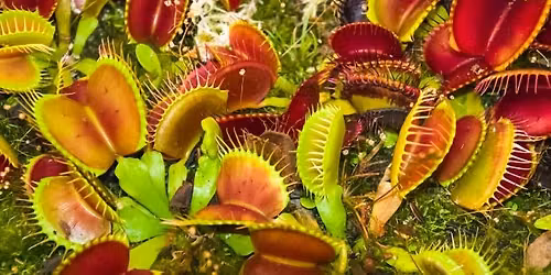 Carnivorous Plants