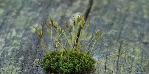 Mosses for Beginners