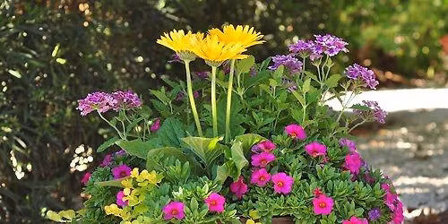 MIXED ANNUAL CONTAINER GARDEN WORKSHOP, SATURDAY, April 4TH, 10 AM