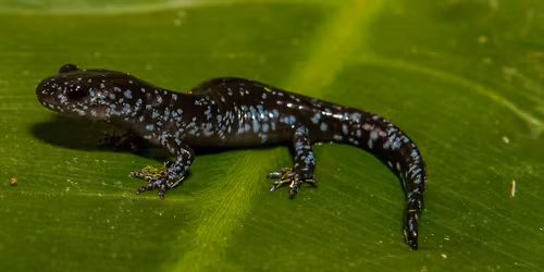 Salamander Safari at Plum Creek