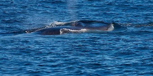 Whale Watching Tours