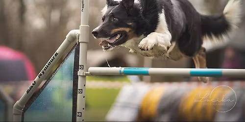 Nymbursk\u00e9 trojzkou\u0161ky + A0 - ofici\u00e1ln\u00ed agility z\u00e1vody